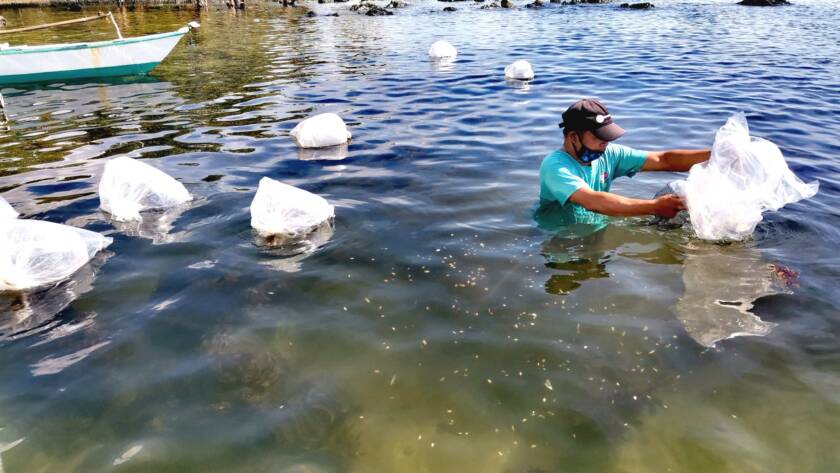 crab release