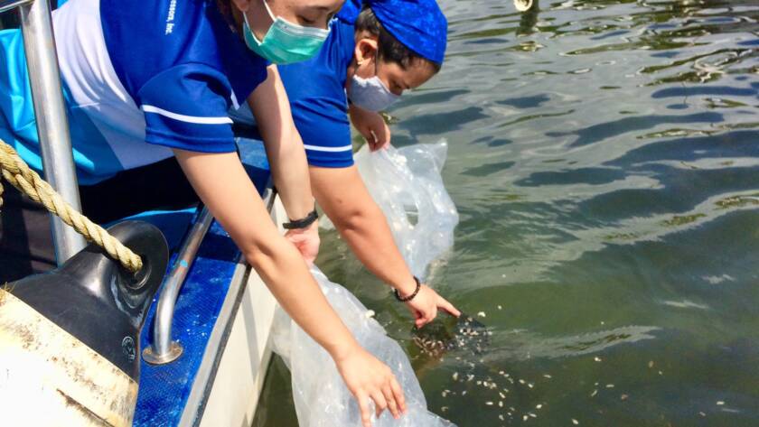 crab release(2)